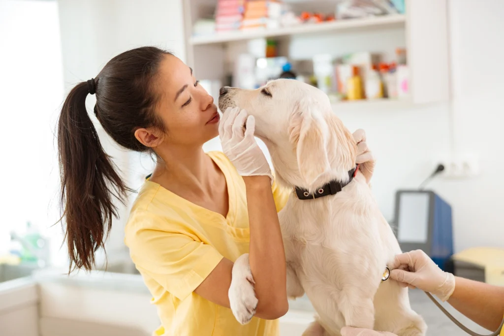 Site Modelo Veterinarios Unidos OMeuSite PT107.webp