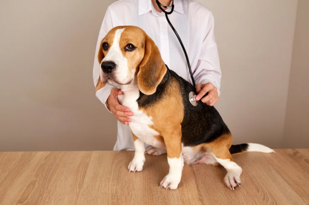 Site Modelo Veterinarios Unidos OMeuSite PT115.webp