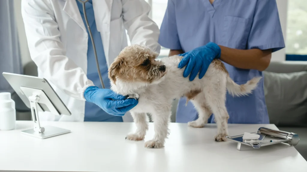 Site Modelo Veterinarios Unidos OMeuSite PT72.webp