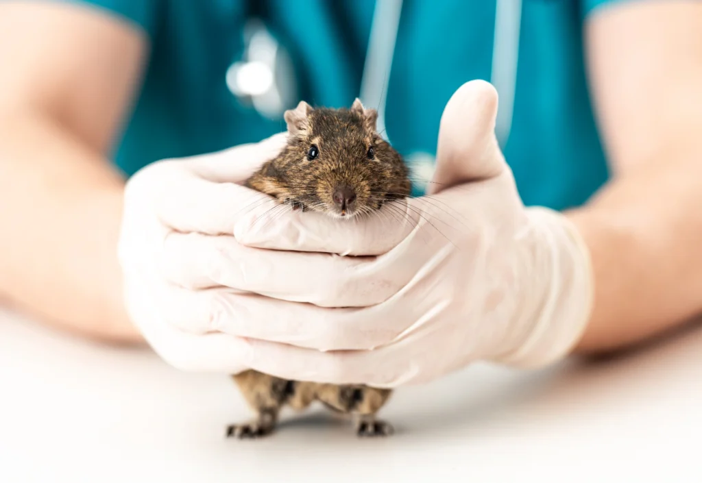 Site Modelo Veterinarios Unidos OMeuSite PT96.webp